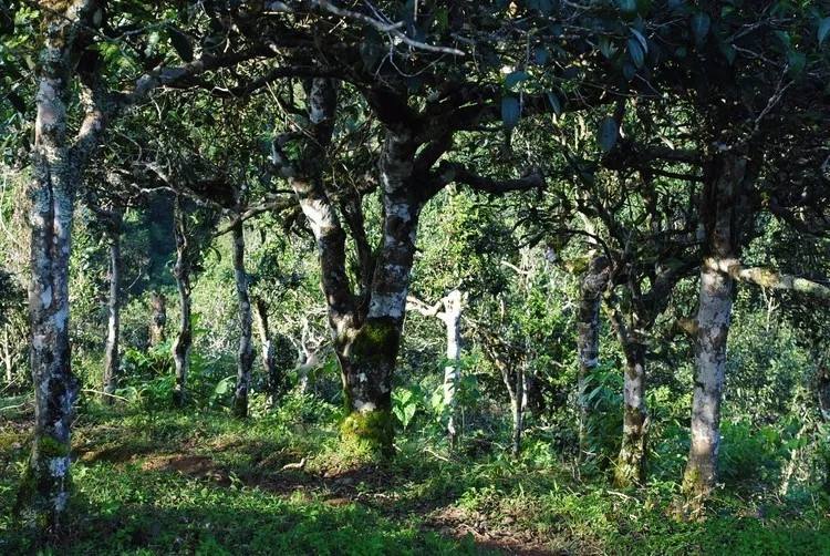 2021年賀開古樹秋茶口感！