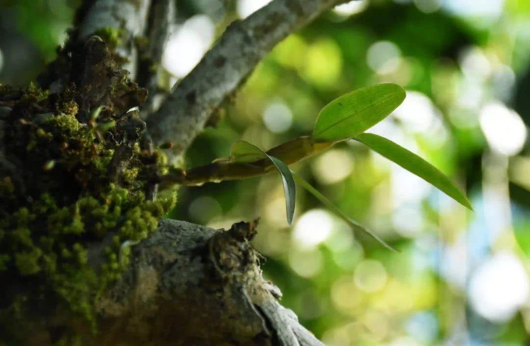 2021年賀開古樹秋茶多少錢一公斤？