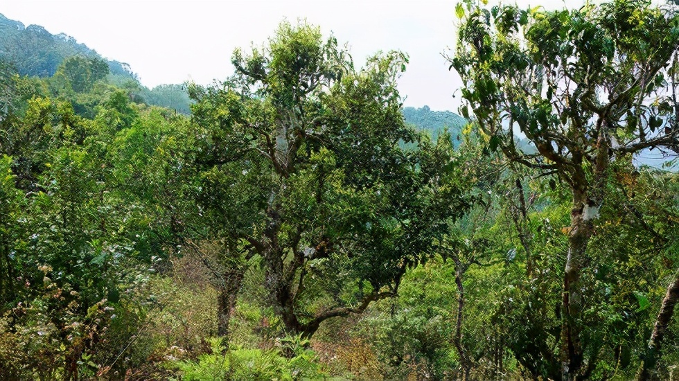 2021賀開古樹秋茶價格是多少？