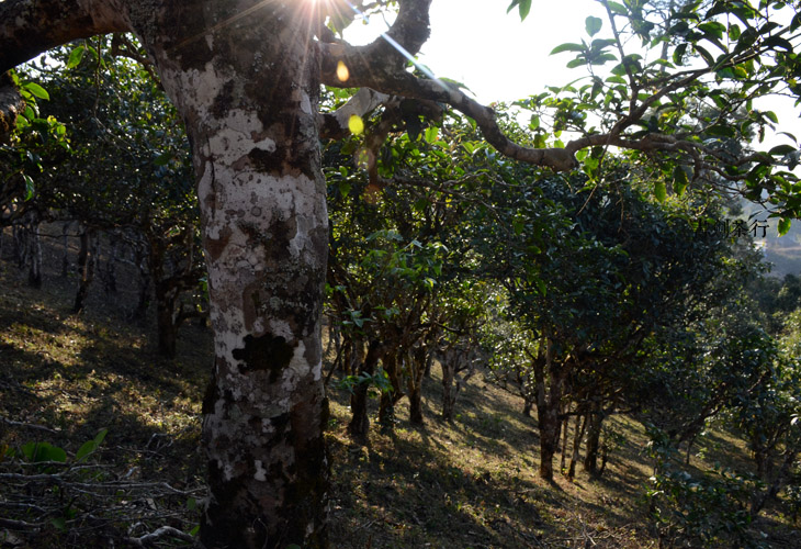 2021年班盆古樹秋茶特點？