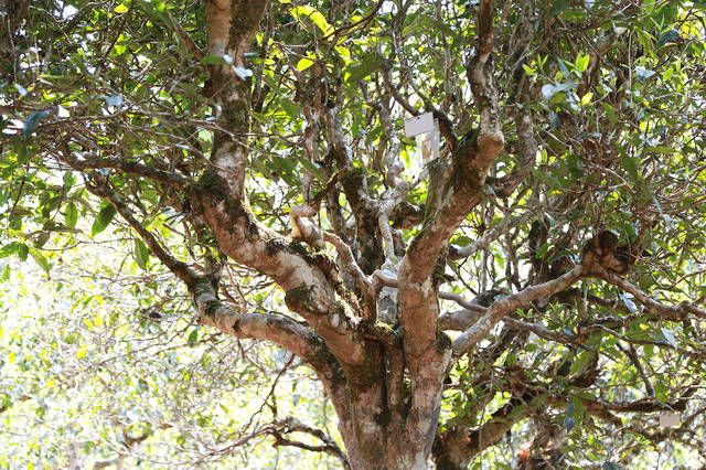 2021年班盆古樹秋茶口感？