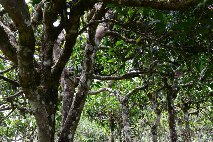 2021年老班章“鄰居”，班盆古樹秋茶茶來了！