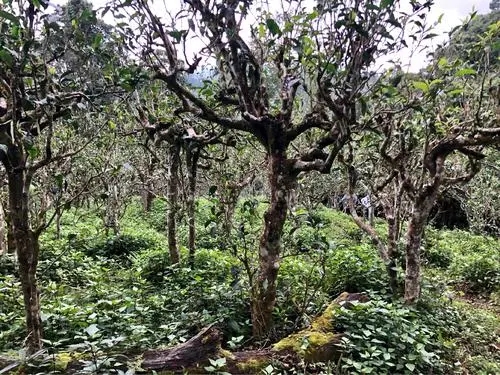 2021年班盆古樹秋茶多少錢一公斤？