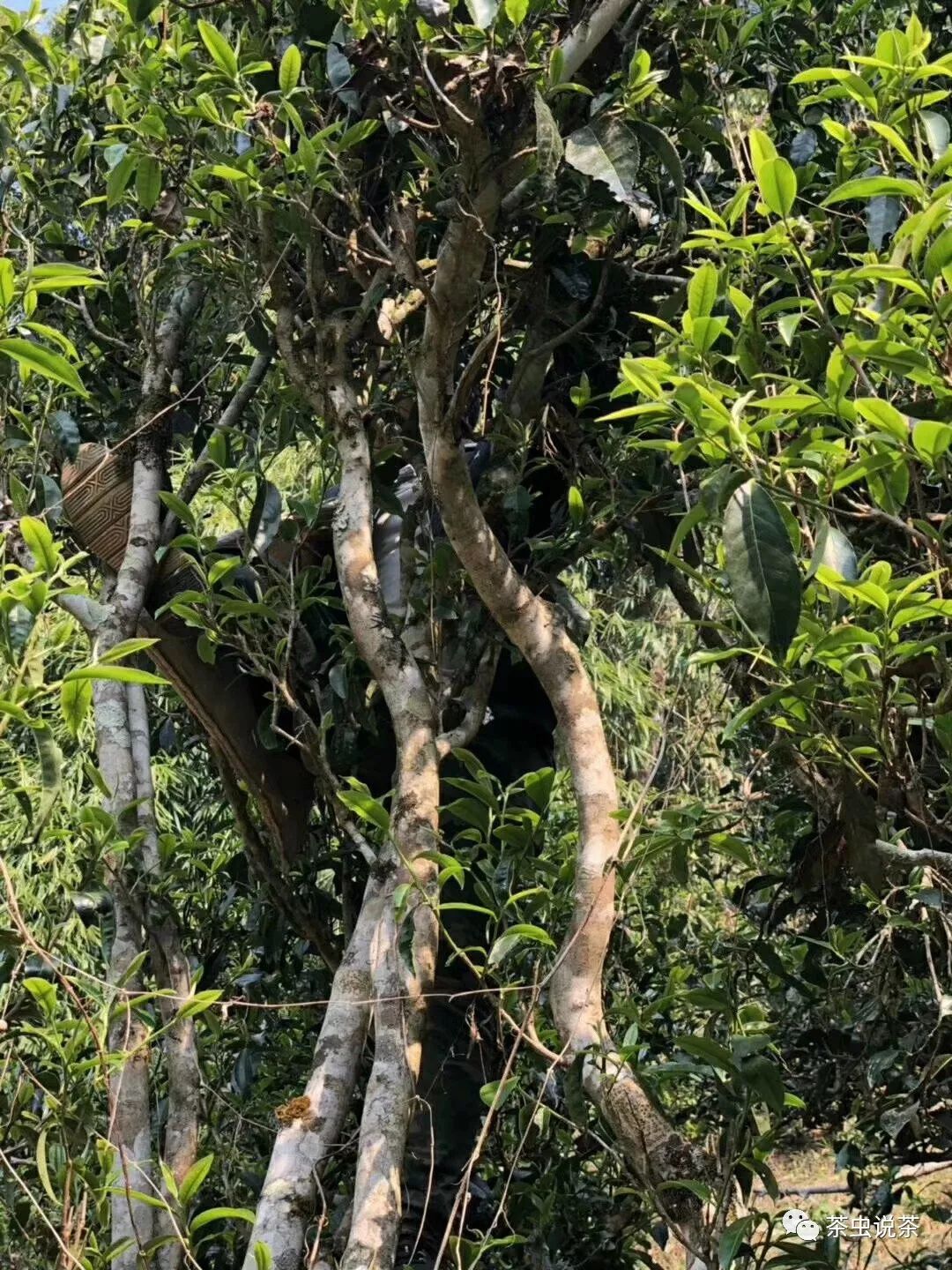 2021年廣別老寨古樹秋茶價格？