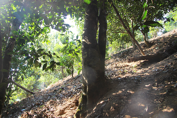 2021年廣別老寨古樹秋茶為何被稱為妖茶？