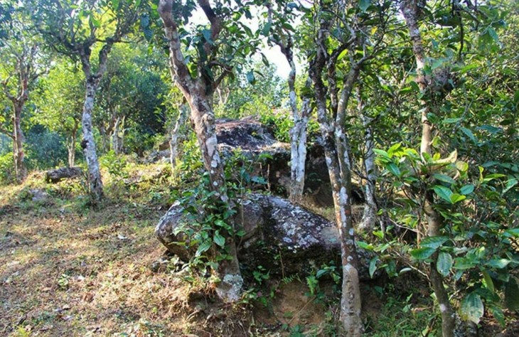 2021年勐宋那卡古樹(shù)秋茶特點(diǎn)？
