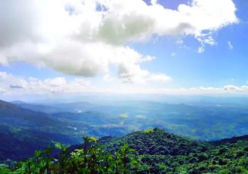 2021年滑竹梁子古樹(shù)秋茶特點(diǎn)？