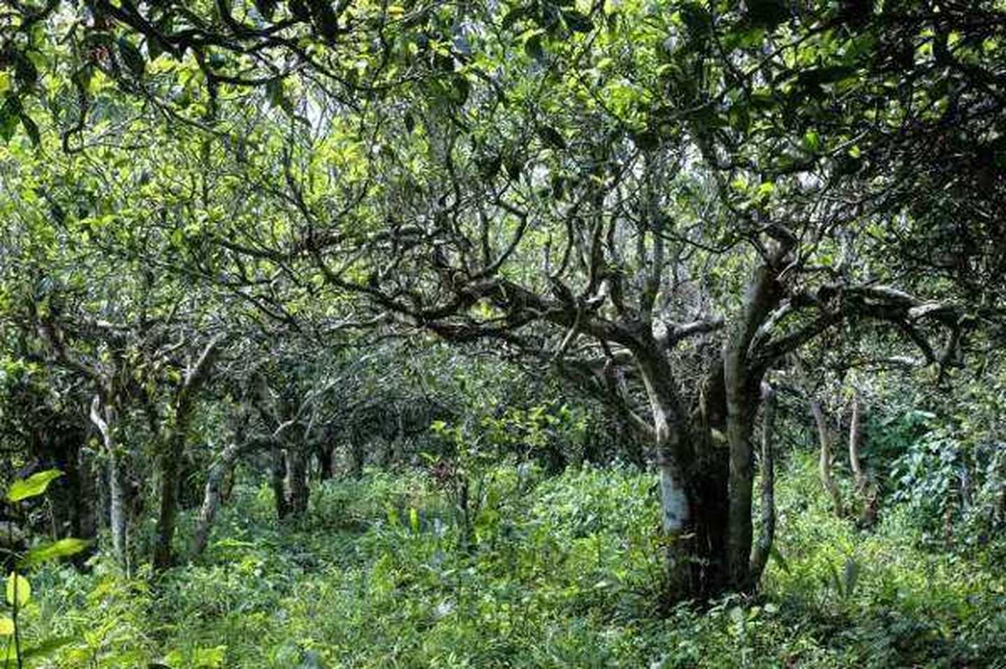 2021年滑竹梁子古樹秋茶口感？