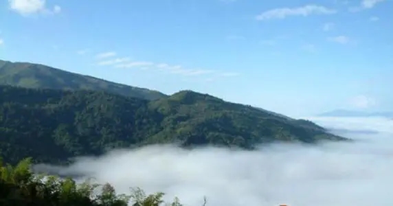 2021年滑竹梁子古樹品鑒實(shí)錄？