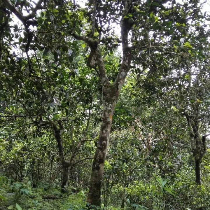 2021年巴達(dá)山章朗古樹(shù)秋茶口感？