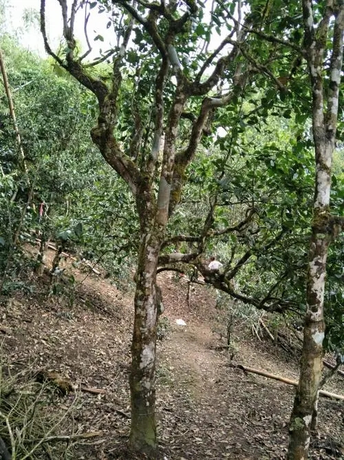 2021年巴達(dá)山章朗古樹秋茶價格？