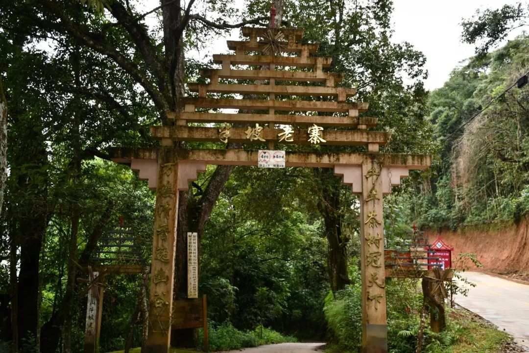 2021年南糯山半坡老寨古樹秋茶特點(diǎn)？