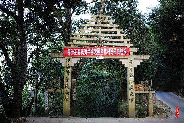 2021年南糯山半坡老寨古樹(shù)秋茶價(jià)格？