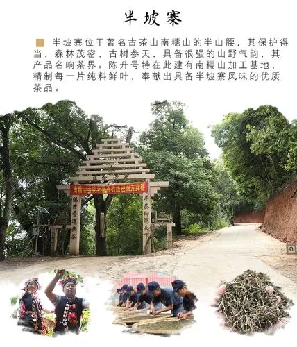 2021年南糯山半坡老寨古樹(shù)秋茶品鑒！