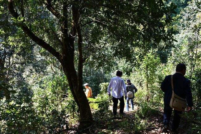 2021年南糯山拔瑪老寨古樹秋茶特點是什么？