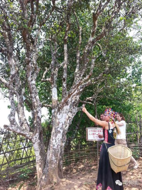 2021年帕沙古樹秋茶價格是多少？