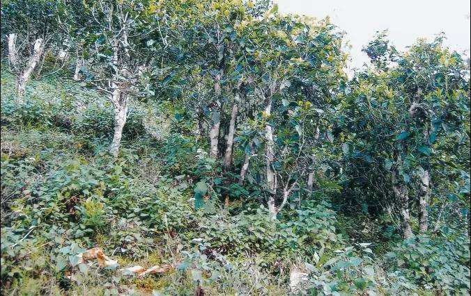 2022年須立貢茶普洱茶繞不開的古茶山！