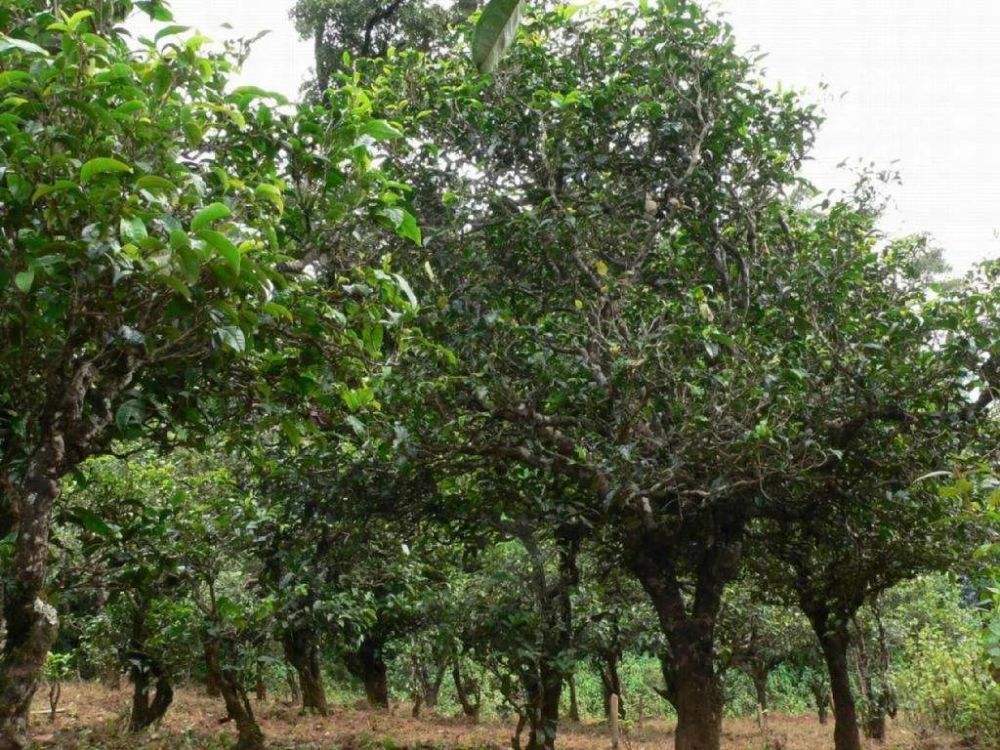 2022年須立貢茶為何備受皇室青睞!揭秘！