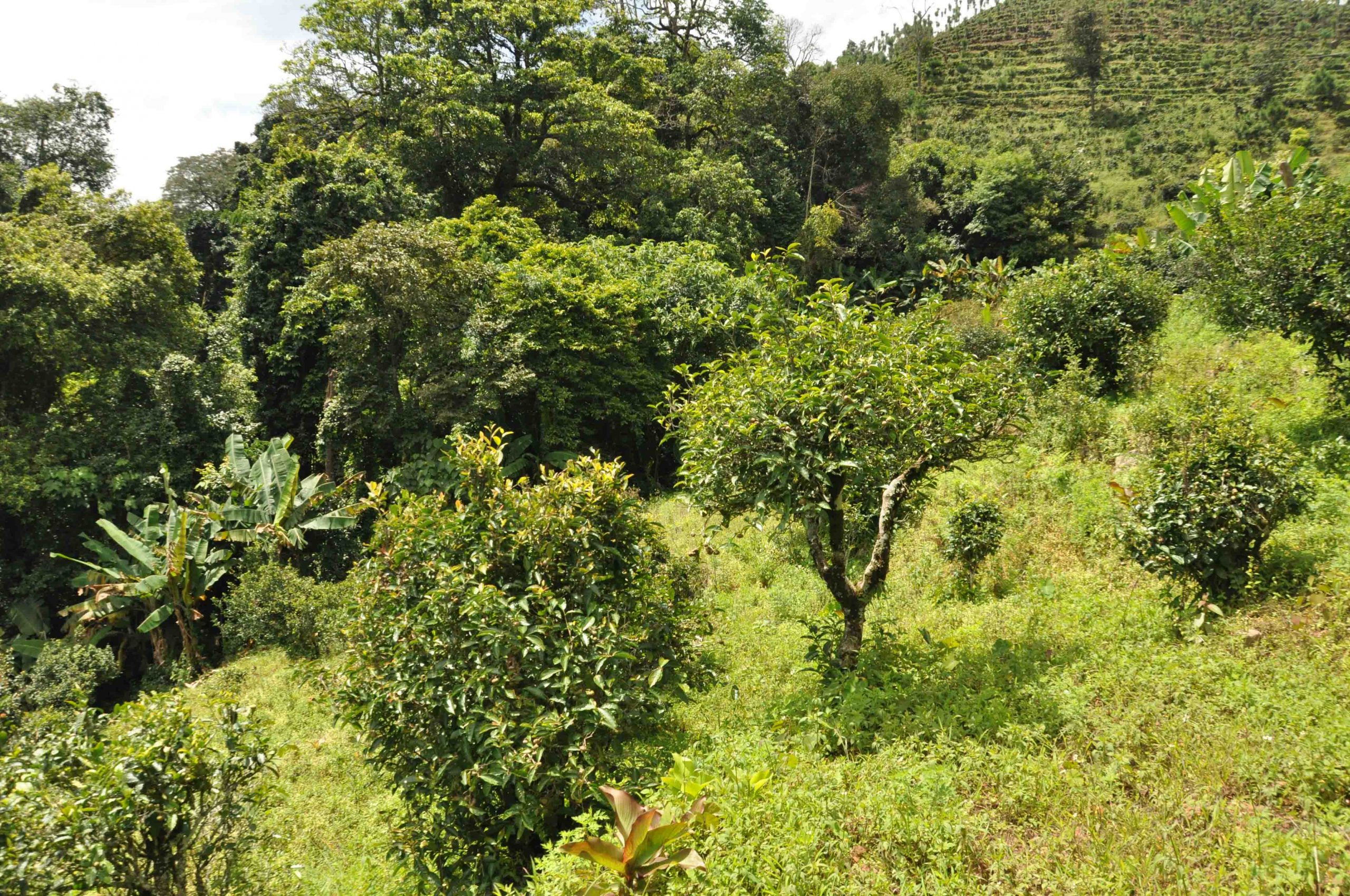 2022年迷倒皇帝的貢茶-迷帝古樹春茶特點？