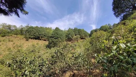 2022年墨江鳳凰窩古樹春茶口感是什么？