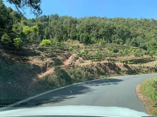 2022年墨江鳳凰窩古樹春茶價格？