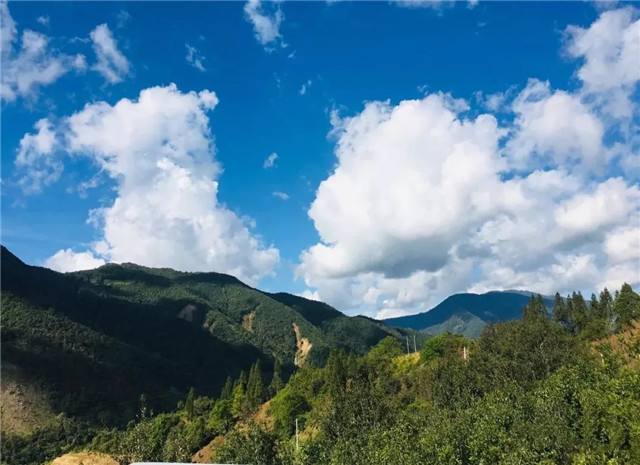 2022年景谷黃草壩古樹春茶多少錢一公斤？