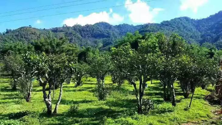 2022年景谷秧塔古樹春茶特點是什么？