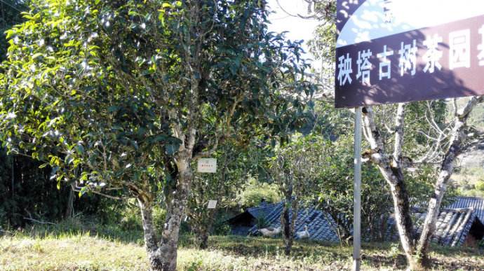 2022年景谷秧塔古樹春茶詳情介紹！