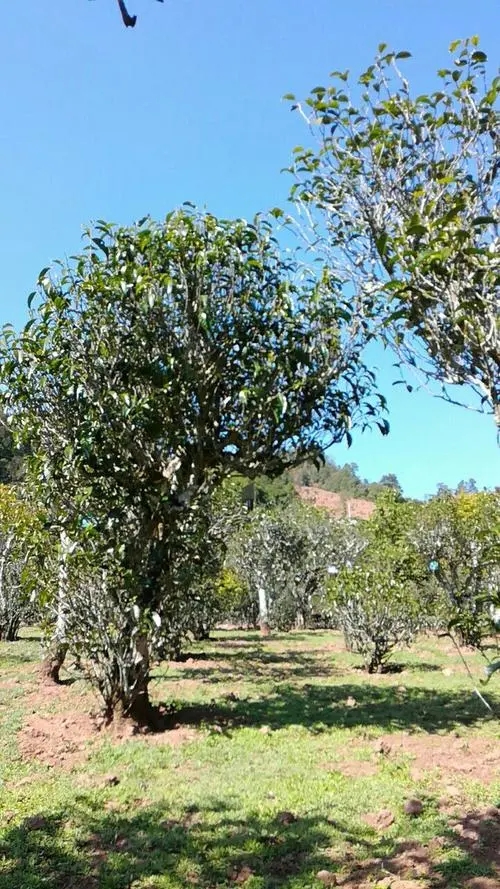 2022年景谷秧塔古樹春茶價格是多少？