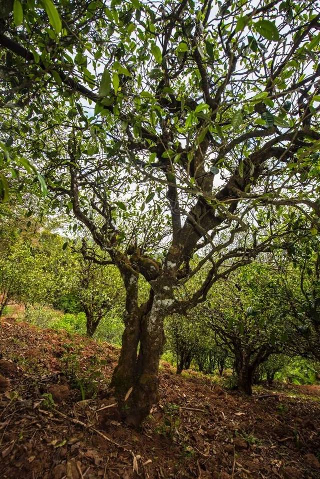 2022年景谷苦竹山古樹春茶多少錢一公斤？