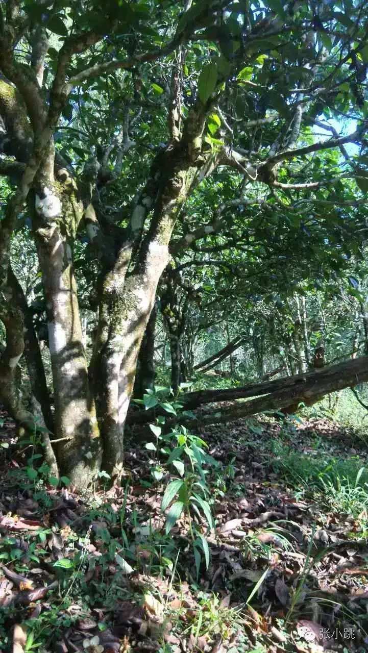 2022年景谷苦竹山古樹春茶價格多少？