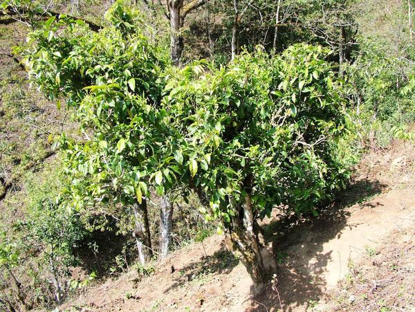 2022年景東御筆古茶山古樹春茶特點(diǎn)？