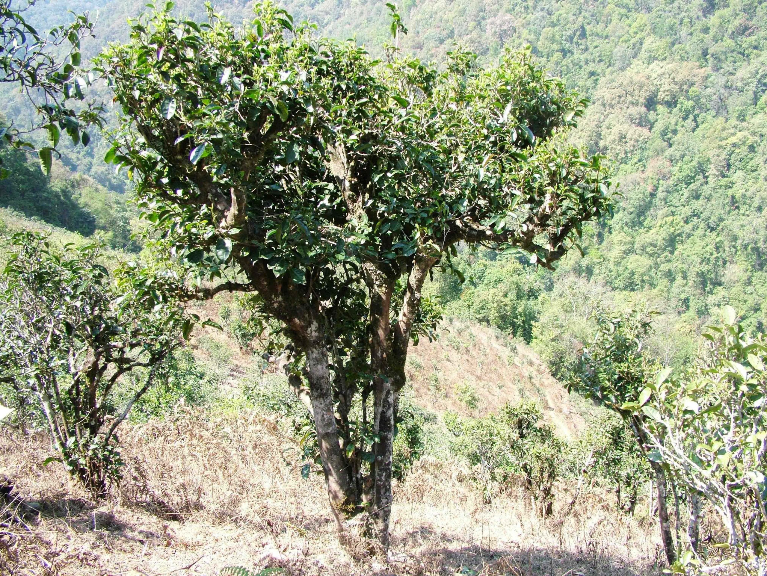 2022年景東御筆古樹(shù)春茶口感是什么？