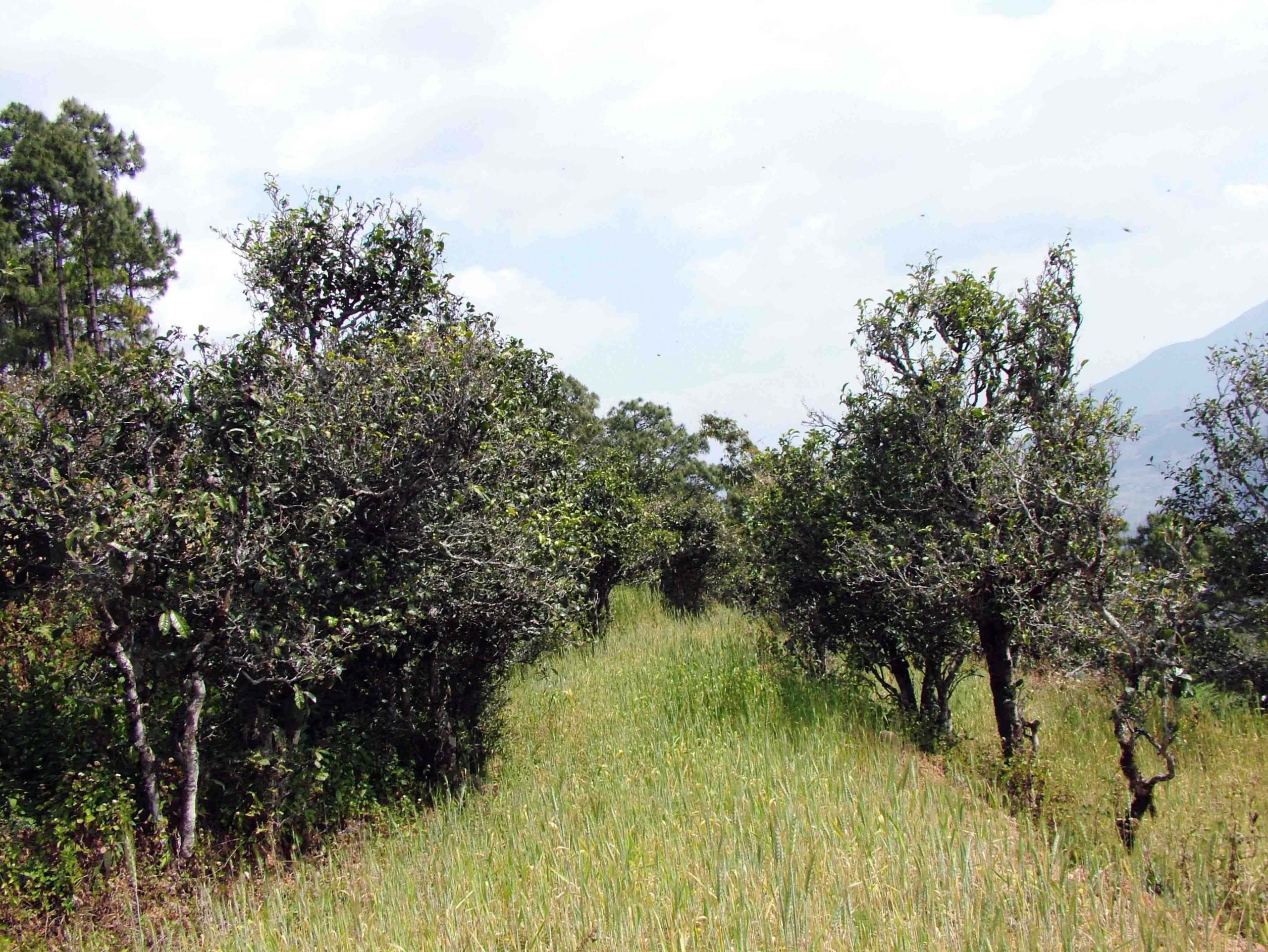 2022年景東老倉福德古樹春茶口感特點？