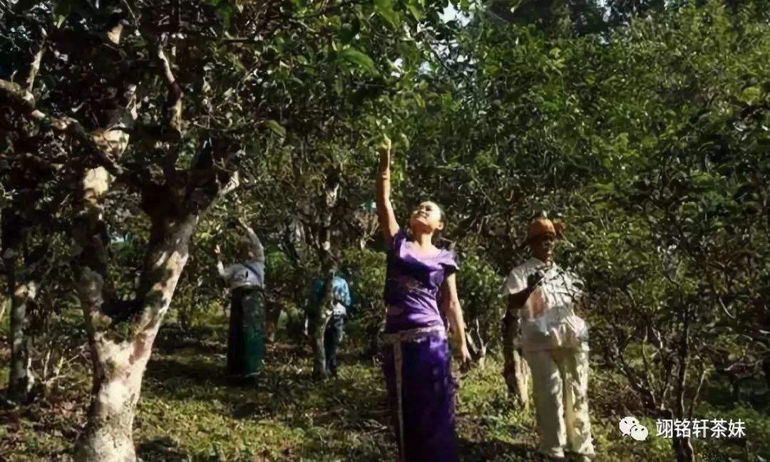 2022年鎮(zhèn)沅爺號大爺馬鄧古樹春茶特點？