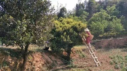 2022年鎮(zhèn)沅馬鄧古樹春茶口感是什么？