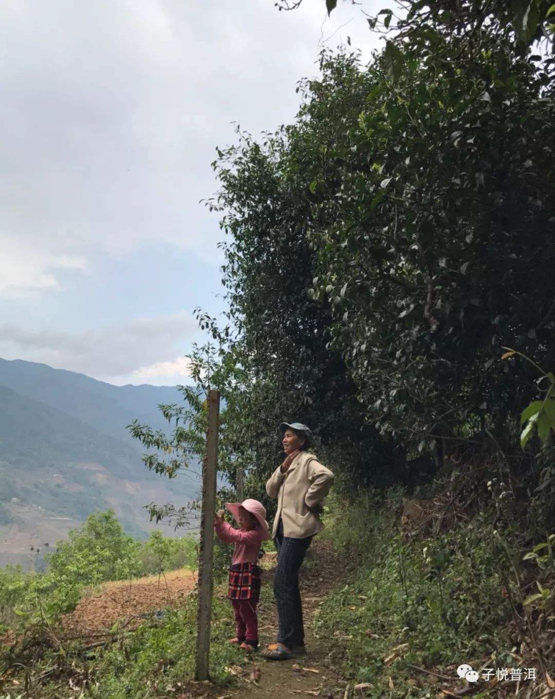 2022年鎮(zhèn)沅馬鄧古樹春茶多少錢一公斤？