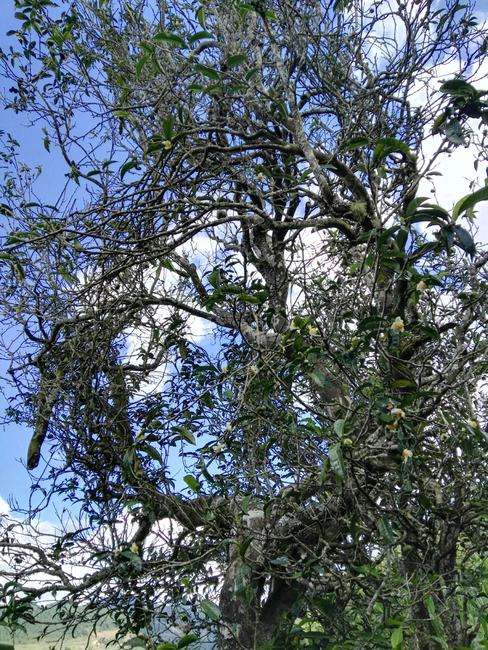 2022年鎮(zhèn)沅老海塘古樹春茶特點(diǎn)？