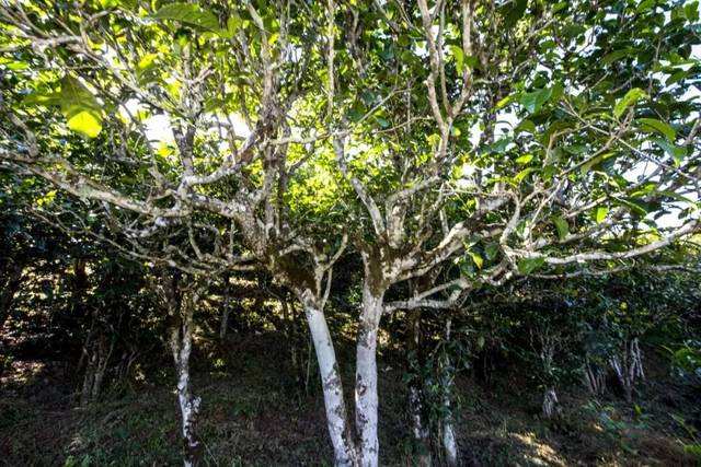 2022年鎮(zhèn)沅老海塘古樹(shù)春茶價(jià)格？