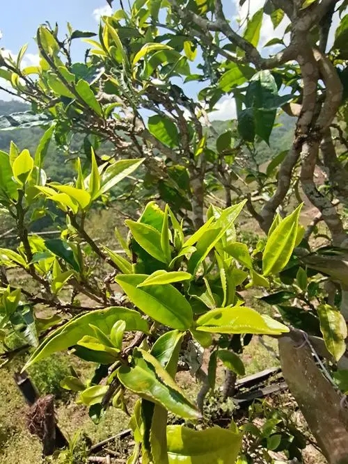 2022年鎮(zhèn)沅砍盆箐古樹春茶特點？