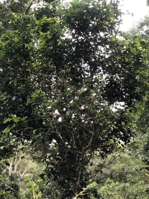 2022年鎮(zhèn)沅砍盆箐古樹(shù)春茶口感？