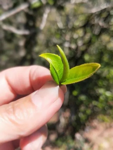 2022年野性十足的鎮(zhèn)沅打筍山古樹春茶！