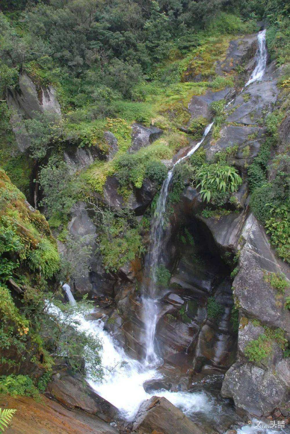 2022年鎮(zhèn)沅千家寨古樹春茶特點？