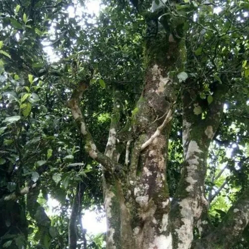 2022年鎮(zhèn)沅千家寨古樹春茶口感？