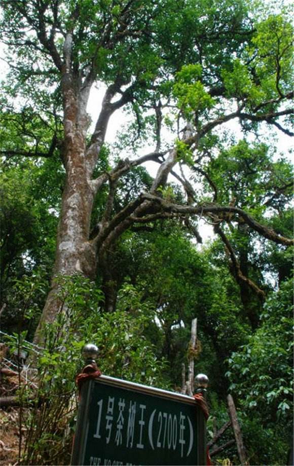 2022年鎮(zhèn)沅千家寨古樹春茶價(jià)格？