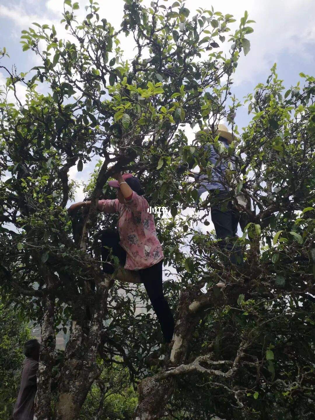 2022年寧洱擺尾箐古樹春茶特點(diǎn)？