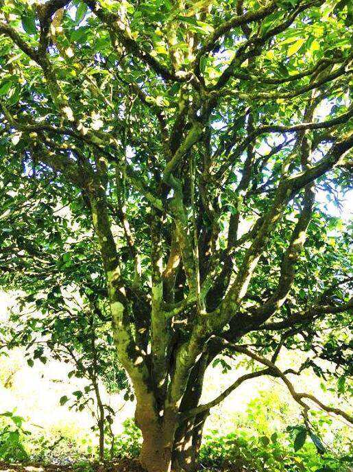 2022年這個春天，回到家鄉(xiāng)擺尾箐，與家人一起用心制茶！