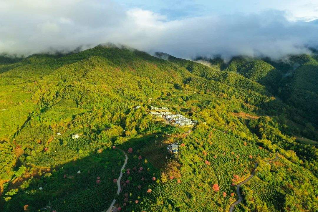 2022年困鹿山古樹(shù)春茶口感是什么？