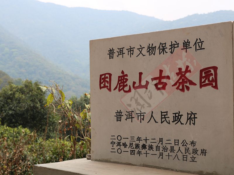 2022年困鹿山古樹春茶多少錢一公斤？