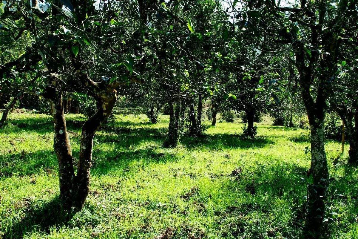 2022年困鹿山古樹春茶價格？